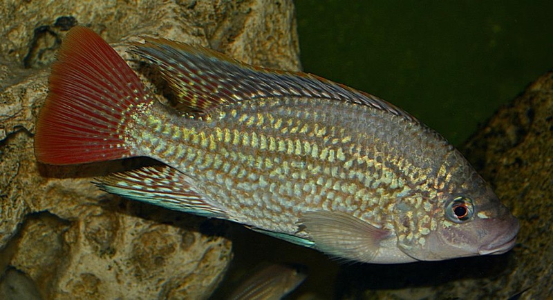 Oreochromis tanganicae